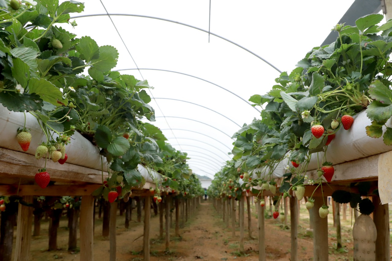 Cultivo em estufas e sobre bancadas garantem plantas mais resistentes e produção o ano todo. (Ari Dias).