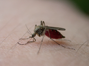 Cuidados com a higiene podem evitar a infestação de insetos   Desentupidora Higitec