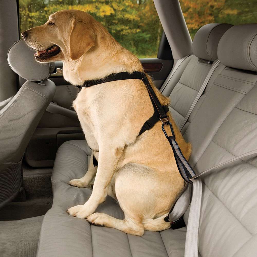 Cachorrs podem trazer para seu carro pulgas e carrapatos, limpar e dedetizar é preciso