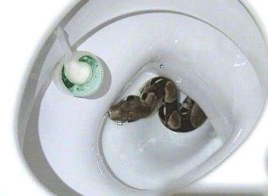Cobra no Vaso Sanitário