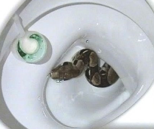 1581416451 Animais podem sair de um vaso sanitário