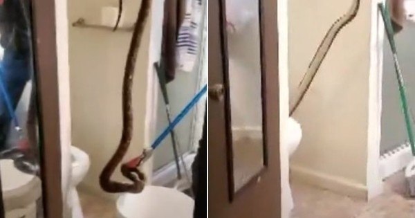 Morador é surpreendido por jiboia vermelha dentro de vaso sanitário