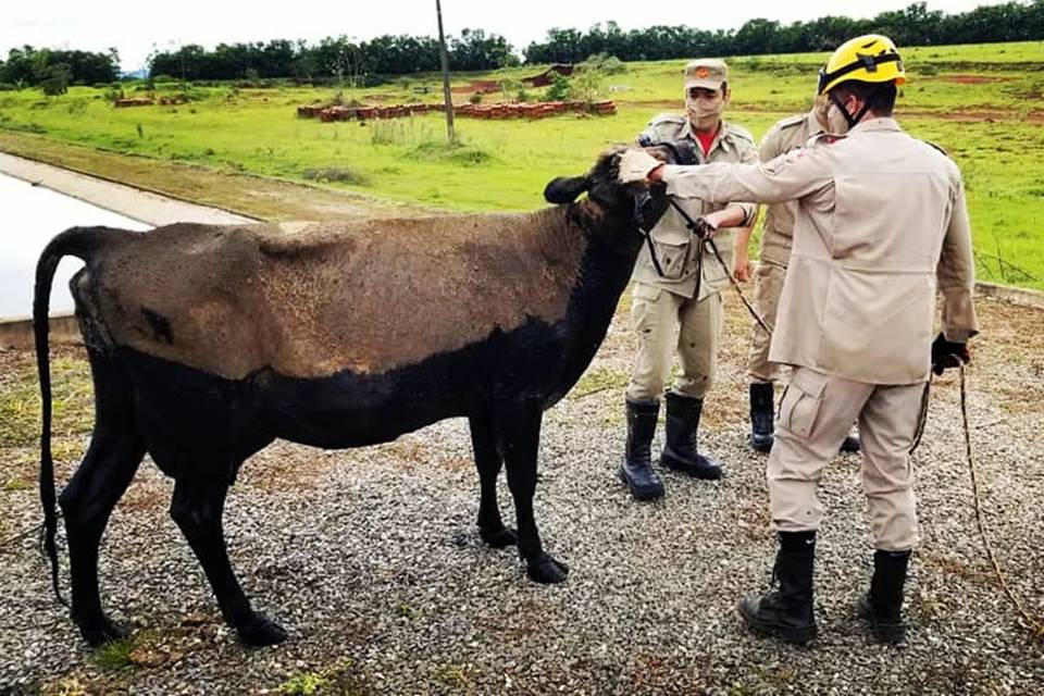 Vaca cai em lago de dejetos em Estação de Tratamento, em Goiás