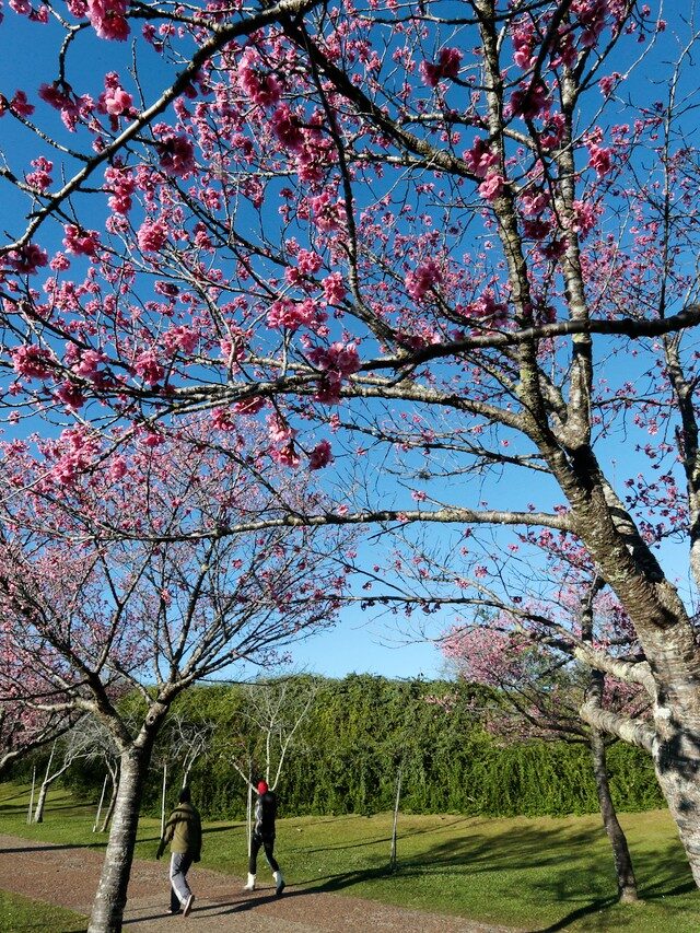Cerejeiras em Curitiba: Onde encontrar cenários deslumbrantes e instagramáveis