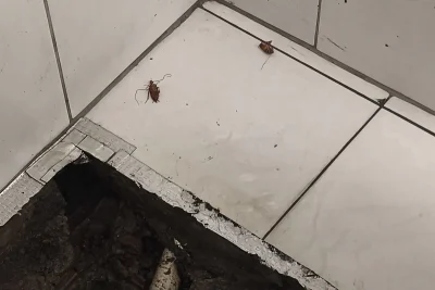 Duas baratas no piso de azulejo branco, ao lado de uma caixa de esgoto aberta no canto de um banheiro