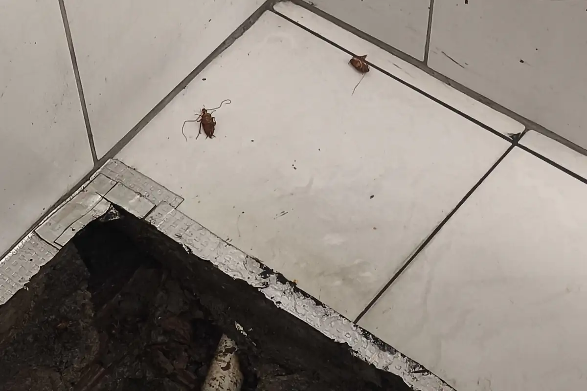 Duas baratas no piso de azulejo branco, ao lado de uma caixa de esgoto aberta no canto de um banheiro