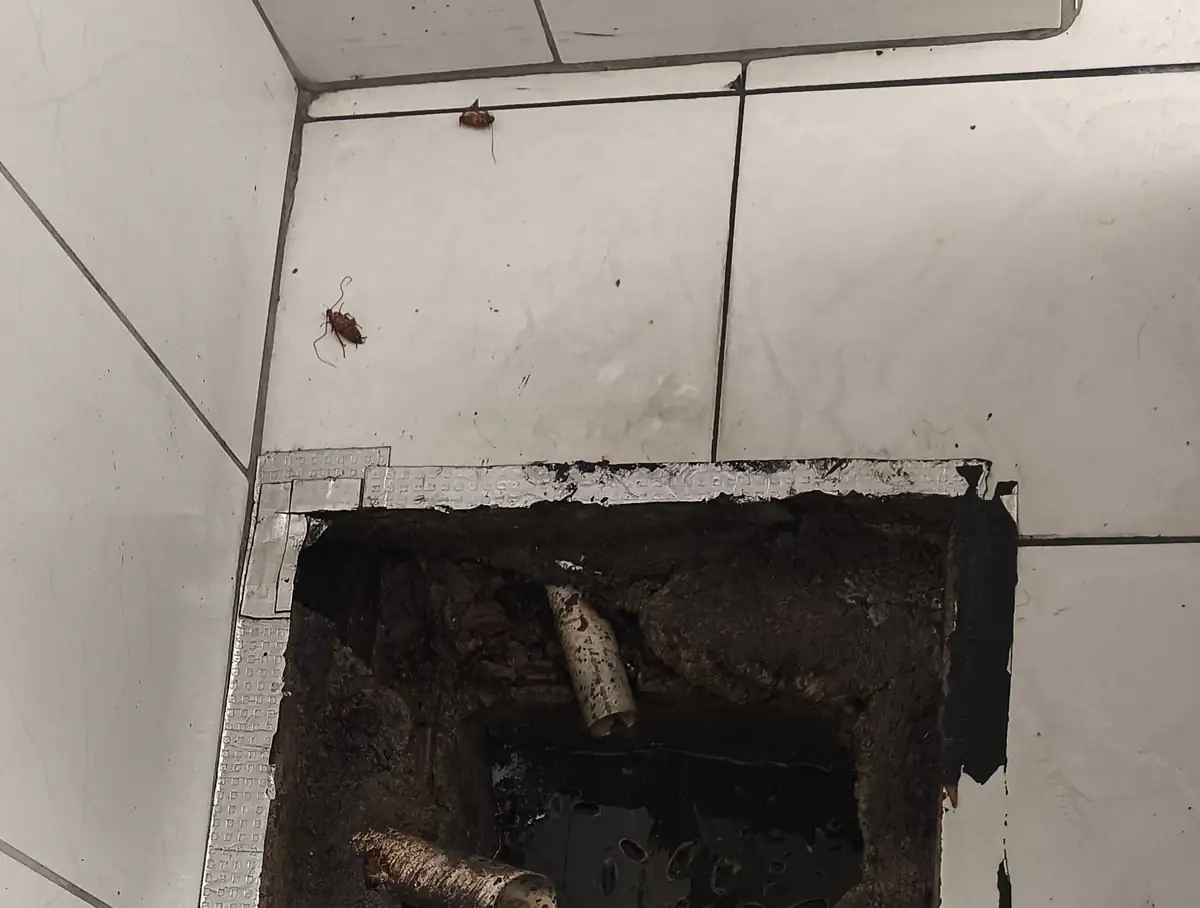 Baratas no piso de azulejo, junto à tampa removida de uma caixa de inspeção de esgoto com tubos à mostra